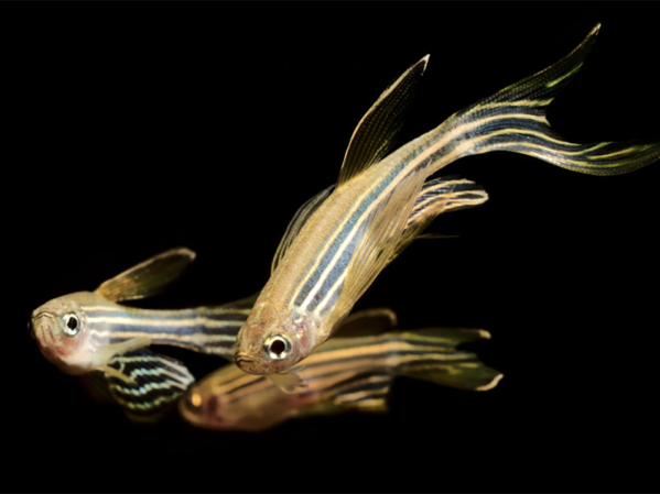 The swell guide to danios