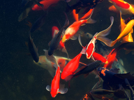 How to select fish for your pond