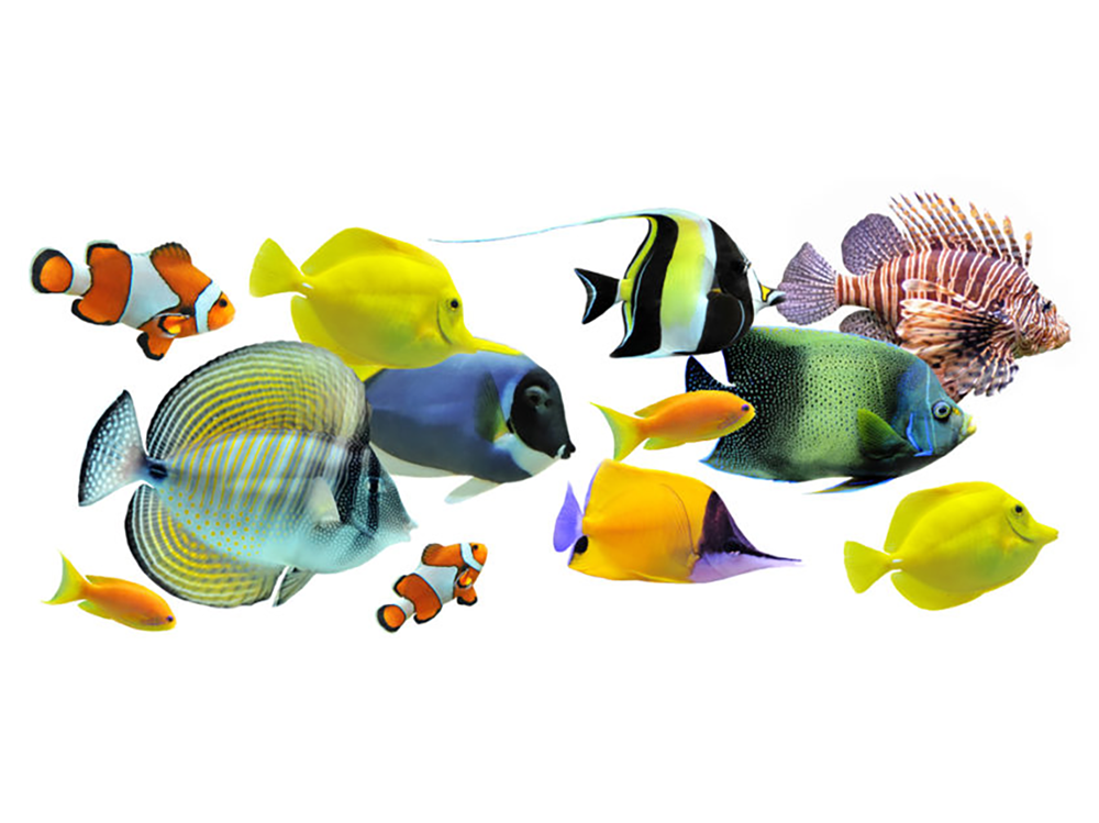 Top 5 Reefkeeping Problems and How to Fix Them