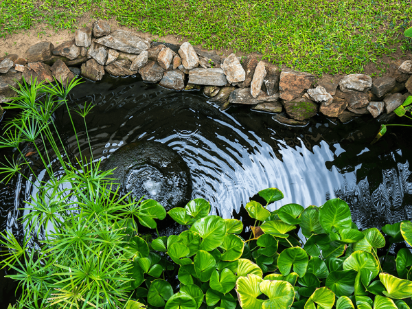 Why Is My Pond Losing Water?