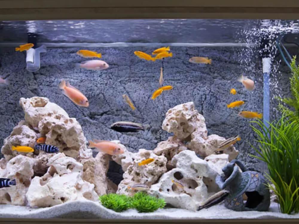 How to move a fish tank