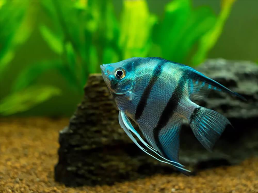 How to keep angelfish