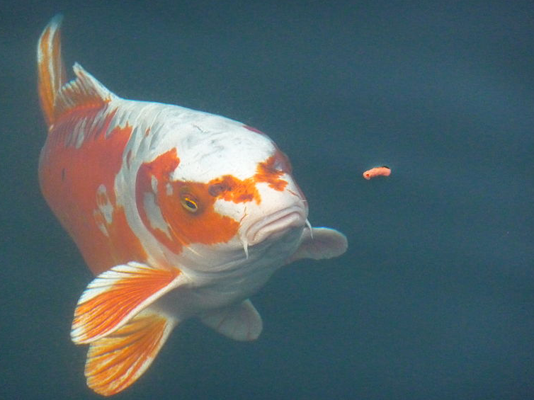 A Complete Guide To Pond Fish Food