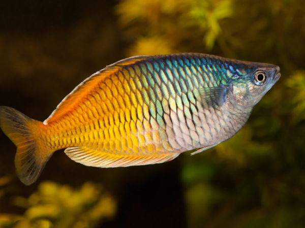How to keep rainbowfish