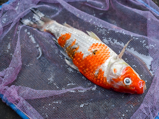 Pond fish diseases