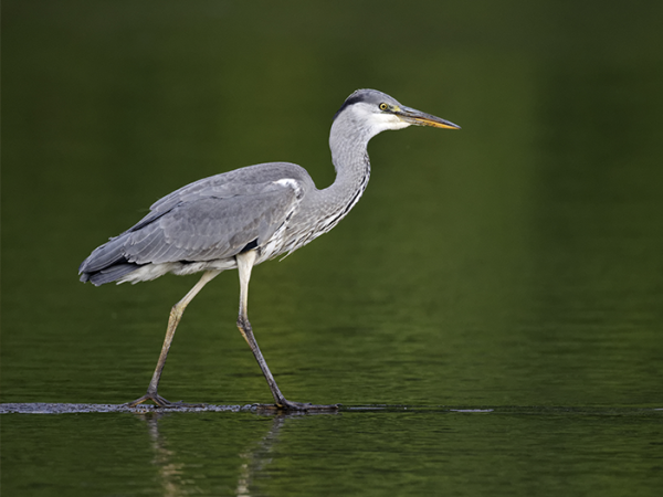 How To Protect Your Pond From Herons And Other Predators