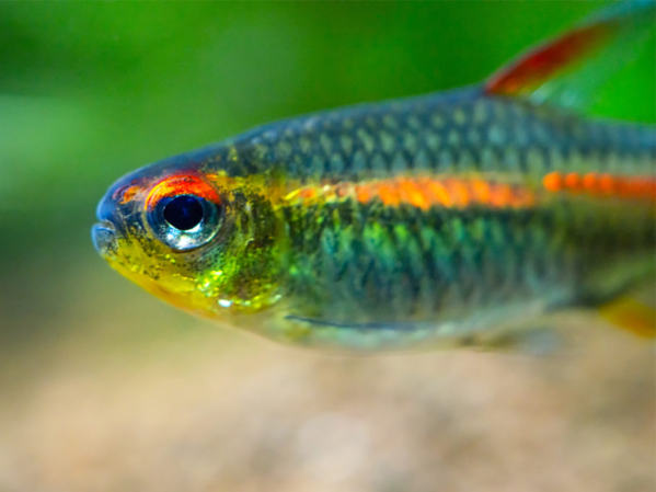 How often can I add fish to my aquarium?