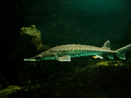 Can I put Sterlet and Sturgeon in my garden pond?
