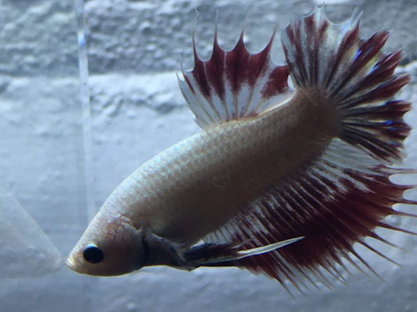 How to properly take care of Siamese fighting fish