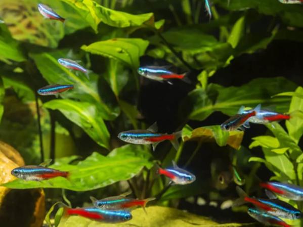 What causes low pH in an aquarium?