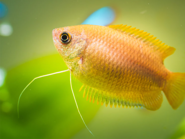 How many tropical fish can I put in a 40 litre tank?