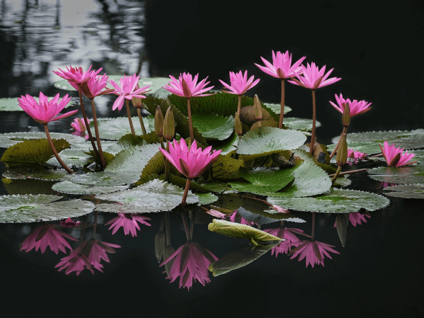 How To Plant Your Pond: A Complete Guide