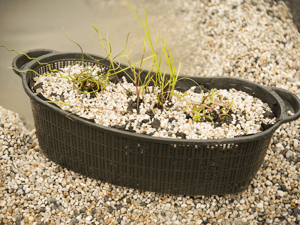 How To Perfectly Repot Pond Plants: A Step-By-Step Guide