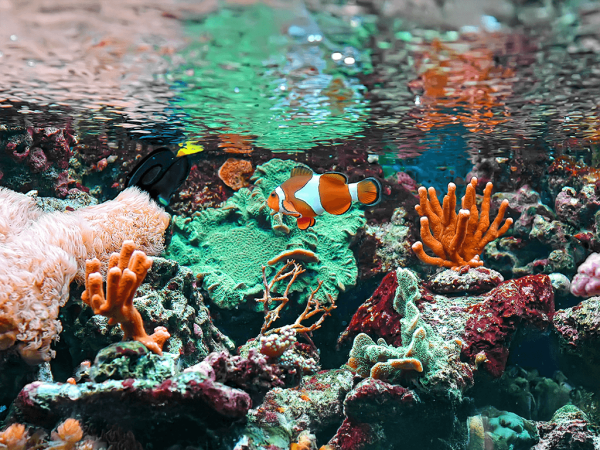 The Complete Guide To Keeping Marine Fish