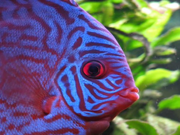 How to lower pH in your aquarium?