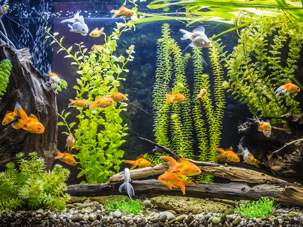 The Complete Guide To Coldwater Fishkeeping