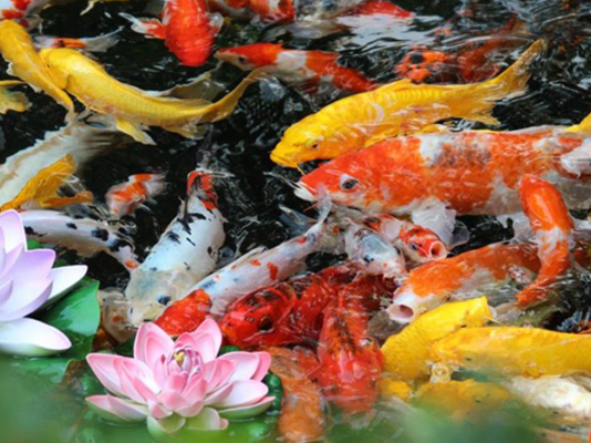 Summer pond care
