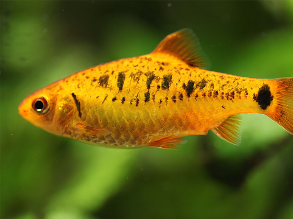 How to do a Partial Water Change in a Fish Tank?