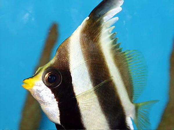 How to get rid of Aiptasia in a reef tank