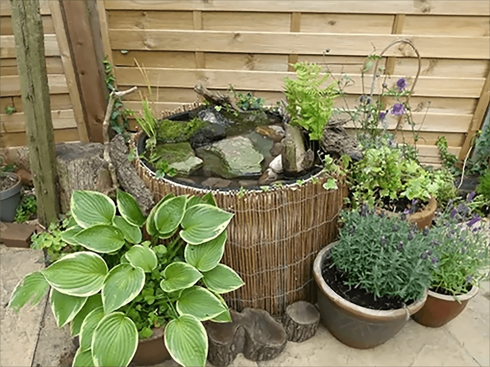 Pond Ideas On A Budget: Affordable Inspiration