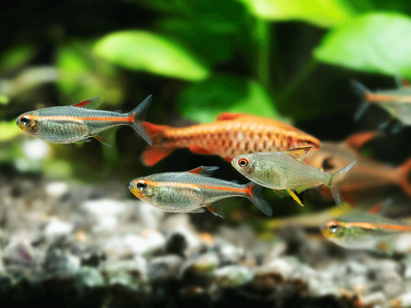 The Beginner's Guide To Tropical Fish For Aquariums