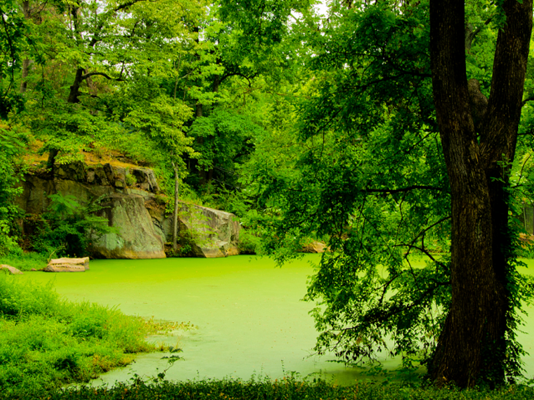 How to clear green pond water