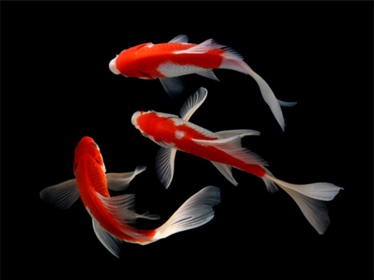 Suffering from New Pond Syndrome? We can help with that.