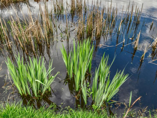 How to take care of your pond this October