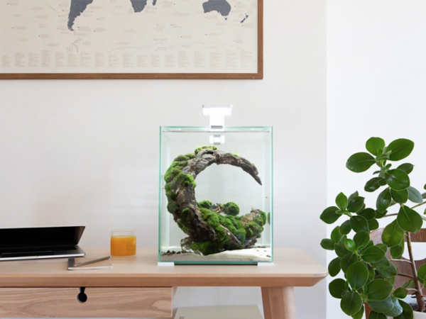 How to set up a shrimp tank