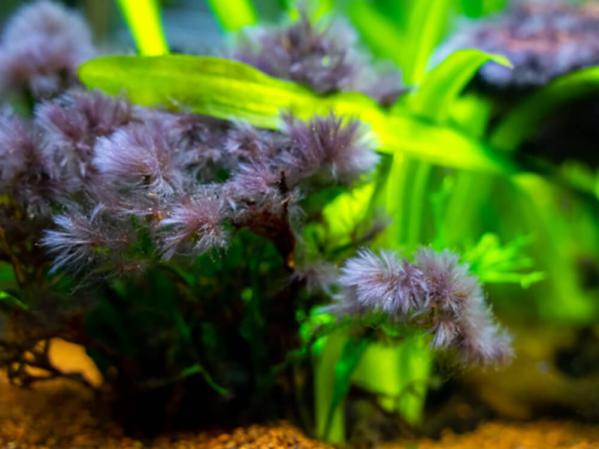 Top 10 algae busting tips