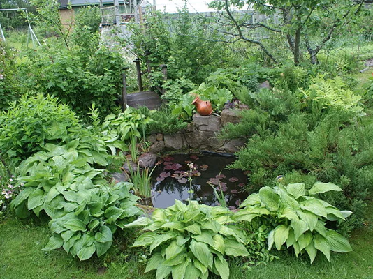 How to make a wildlife pond