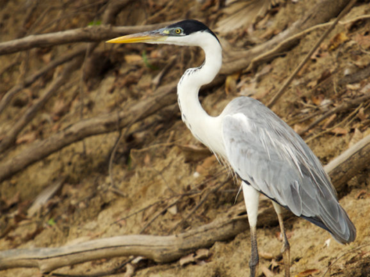 How to Heron proof a pond