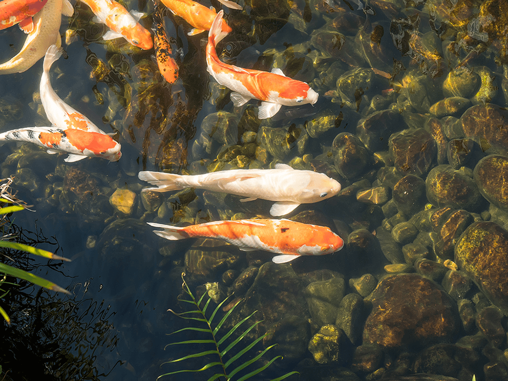 How To Get Crystal Clear Pond Water