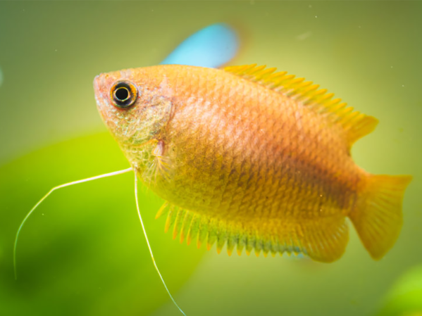 Which aquarium test kits do I need for my tank?