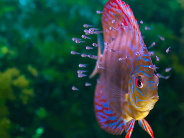 How to soften aquarium water