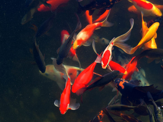 How to breed pond fish