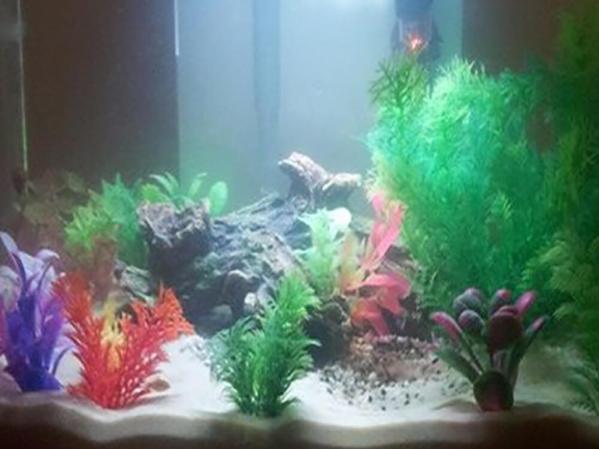 Why do I have cloudy fish tank water? - The Complete Guide