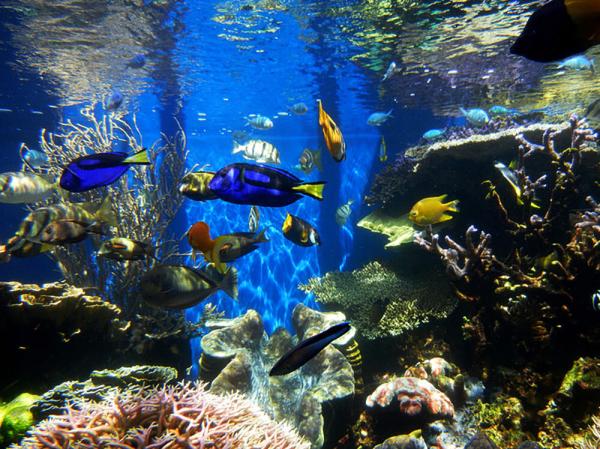How to treat Ich in a reef tank