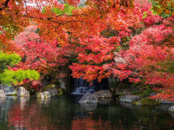 Can I still build a pond in Autumn?