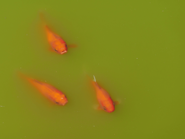 Pond Water Issues And How To Fix Them