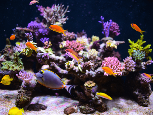 The Beginner's Guide To Marine Fish For Aquariums