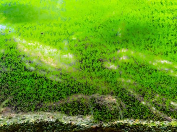 Why is my fish tank green?