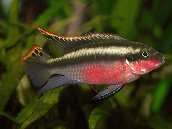 What is a biotope aquarium?