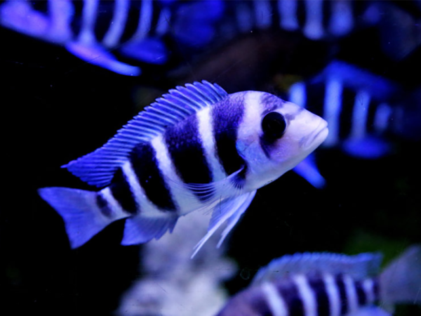 Aquarium nitrate removers - how to get nitrates down in an aquarium