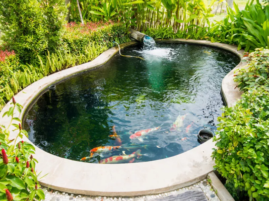 Ultimate pond project!