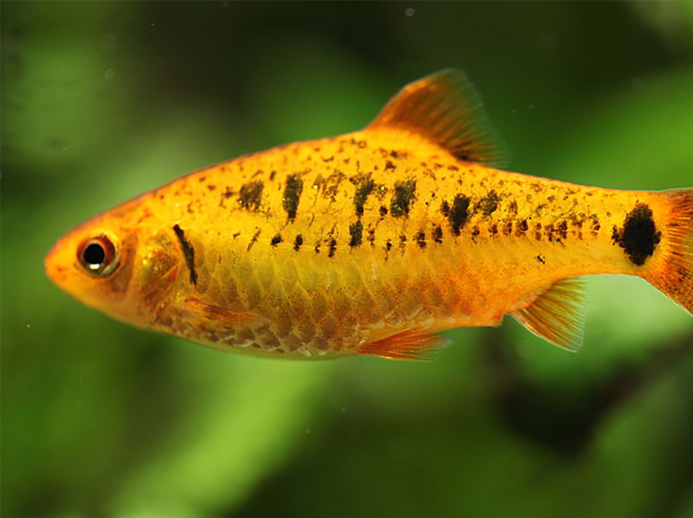 Don’t want a heater? Set up a tank for temperate fish