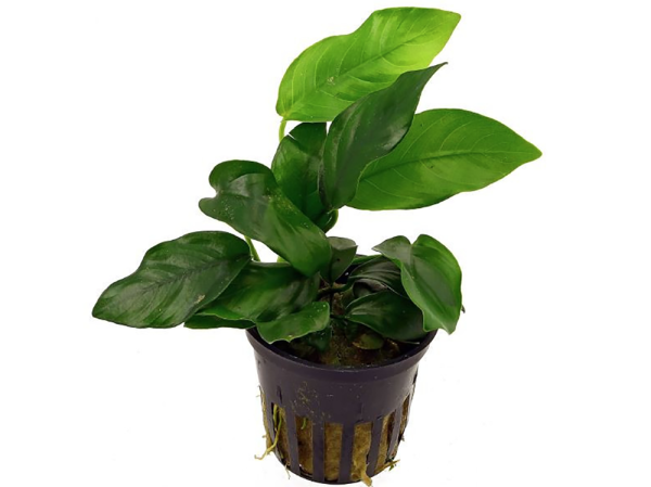 Seven super easy aquarium plants
