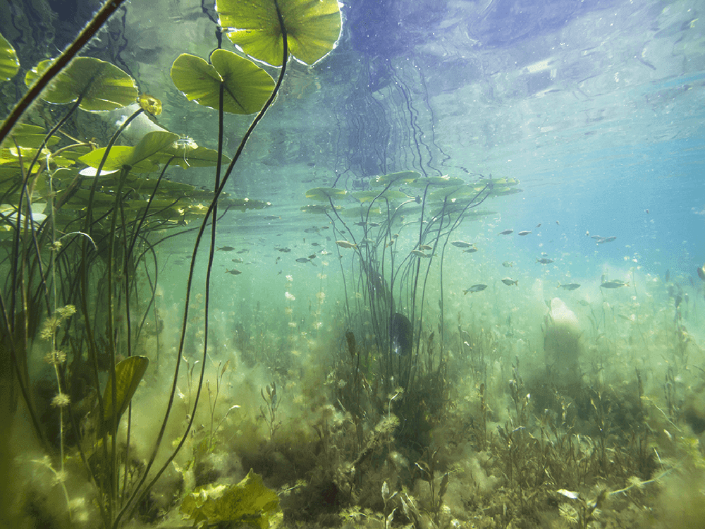 How Deep Should A Pond Be?