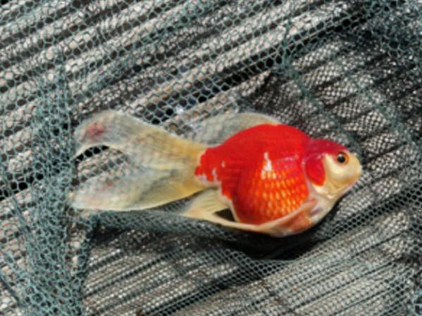 Why did my pond fish die?