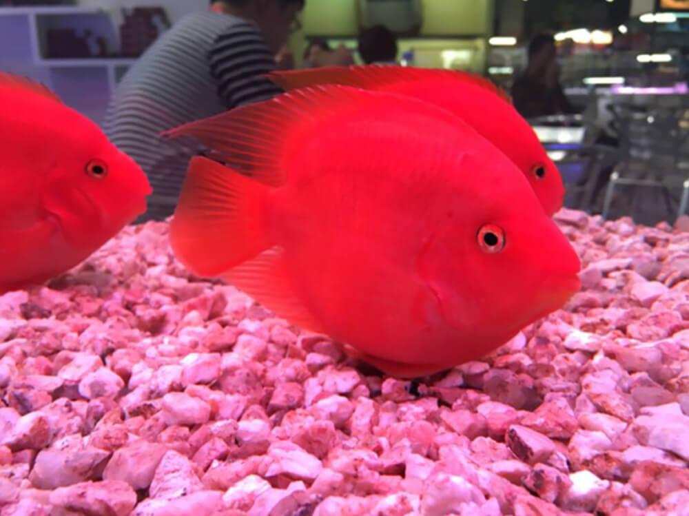 How to keep Parrotfish